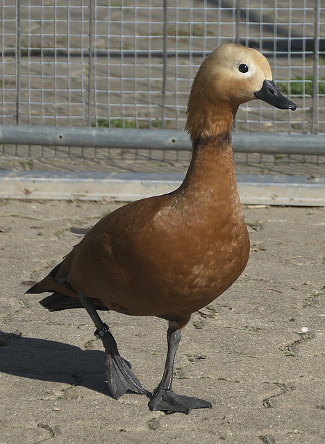 一个吸引人